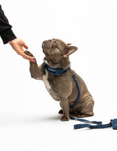 Load image into Gallery viewer, UNITED PETS - PADDED SOFT COLLAR - DENIM