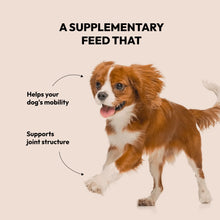 Load image into Gallery viewer, BELLY - STRONG JOINTS & BONES