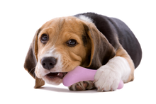 Load image into Gallery viewer, UNITED PETS - GUSTOSO