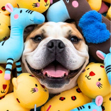 Load image into Gallery viewer, JAMPY - GIAMPIERO THE PARROT