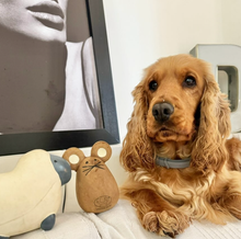 Load image into Gallery viewer, UNITED PETS - TATO