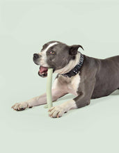 Load image into Gallery viewer, UNITED PETS - MR. BRANCH