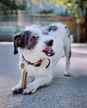 Load image into Gallery viewer, VEGDOG - MOBILITIES