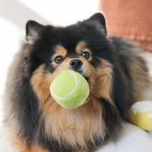 Load image into Gallery viewer, LAMBWOLF COLLECTIVE - TENNIS POP