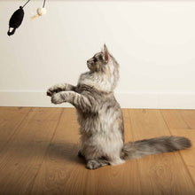 Load image into Gallery viewer, D&D HOME COLLECTION - BOUNCY BELLE