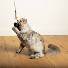 Load image into Gallery viewer, D&D HOME COLLECTION - BOUNCY BELLE