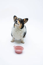Load image into Gallery viewer, UNITED PETS - FOLDABLE TRAVEL BOWL