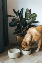 Load image into Gallery viewer, AVA BOWLS - CERAMIC BOWL FENNEC - MEDIUM