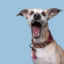 Load image into Gallery viewer, DOG WITH A MISSION - CHIQUE BOUTIQUE LOU LOU COLLAR