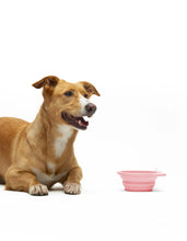 Load image into Gallery viewer, UNITED PETS - FOLDABLE TRAVEL BOWL