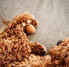 Load image into Gallery viewer, UNITED PETS - TATO