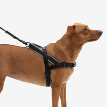 Load image into Gallery viewer, ZEE.DOG - GOTHAM SOFTER WALK HARNESS