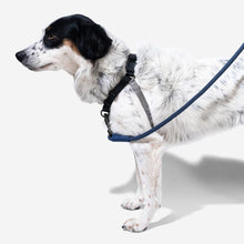 Load image into Gallery viewer, ZEE.DOG - GOTHAM SOFT WALK HARNESS