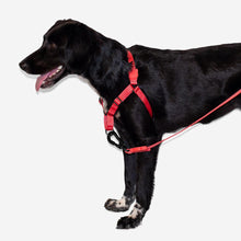 Load image into Gallery viewer, ZEE.DOG - NEON CORAL SOFT WALK HARNESS