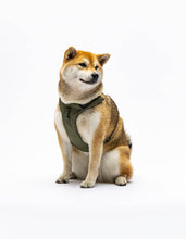 Load image into Gallery viewer, UNITED PETS - PADDED SOFT HARNESS - GREEN
