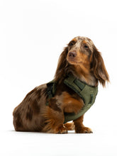 Load image into Gallery viewer, UNITED PETS - PLUSH PADDED SOFT HARNESS - GREEN
