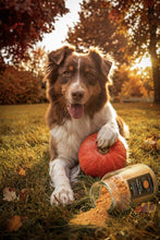 Load image into Gallery viewer, PAMICO - PUMPKIN SPICE MEAL TOPPER
