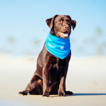 Load image into Gallery viewer, CANADA POOCH - CHILL SEEKER COOLING BANDANA BLUE
