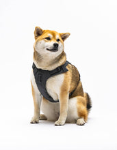 Load image into Gallery viewer, UNITED PETS - PADDED SOFT HARNESS
