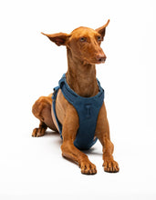 Load image into Gallery viewer, UNITED PETS - PADDED SOFT HARNESS - DENIM
