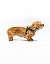 Load image into Gallery viewer, UNITED PETS - FAST FIT HARNESS

