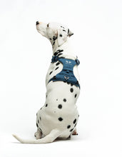 Load image into Gallery viewer, UNITED PETS - PADDED SOFT HARNESS - DENIM
