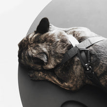 Load image into Gallery viewer, LAMBWOLF COLLECTIVE - OTTO WATERPROOF HARNESS
