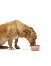 Load image into Gallery viewer, UNITED PETS - FOLDABLE TRAVEL BOWL
