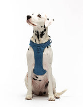 Load image into Gallery viewer, UNITED PETS - PADDED SOFT HARNESS - DENIM
