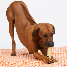 Load image into Gallery viewer, UNITED PETS - AL DENTE
