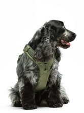 Load image into Gallery viewer, UNITED PETS - PLUSH PADDED SOFT HARNESS - GREEN
