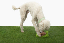 Load image into Gallery viewer, COME HERE BUDDY - HOLLYWOOF
