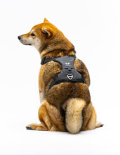 Load image into Gallery viewer, UNITED PETS - PADDED SOFT HARNESS
