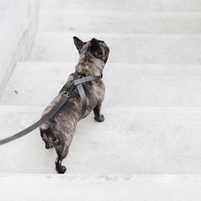 Load image into Gallery viewer, LAMBWOLF COLLECTIVE - OTTO WATERPROOF HARNESS

