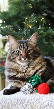 Load image into Gallery viewer, CUPID &amp; COMET - XMAS STOCKING
