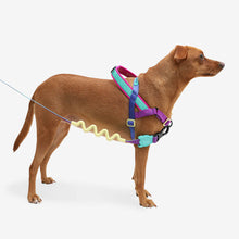 Load image into Gallery viewer, ZEE.DOG - SHOCKWAVE SOFTER WALK HARNESS
