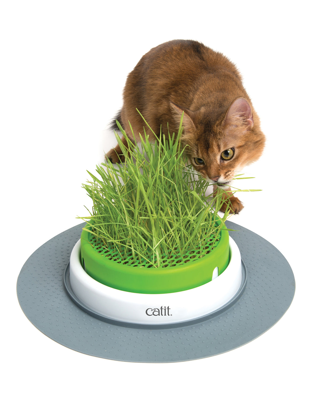 CAT GRASS PLANTER 2.0