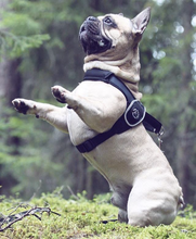 Load image into Gallery viewer, TRE PONTI - PRIMO HARNESS BLACK

