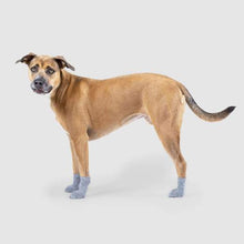 Load image into Gallery viewer, CANADA POOCH - THE BASIC SOCK - GREY
