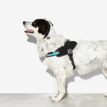 Load image into Gallery viewer, ZEE.DOG - GOTHAM FLY HARNESS
