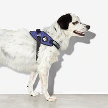 Load image into Gallery viewer, ZEE.DOG - WICKED FLYHARNESS
