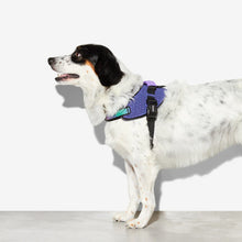 Load image into Gallery viewer, ZEE.DOG - WICKED FLYHARNESS
