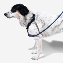 Load image into Gallery viewer, ZEE.DOG - GOTHAM SOFT WALK HARNESS
